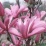 Magnolia x 'Ann'.jpg